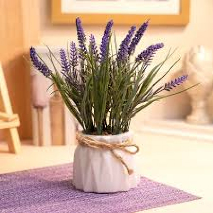 Лаванда в Балхаше