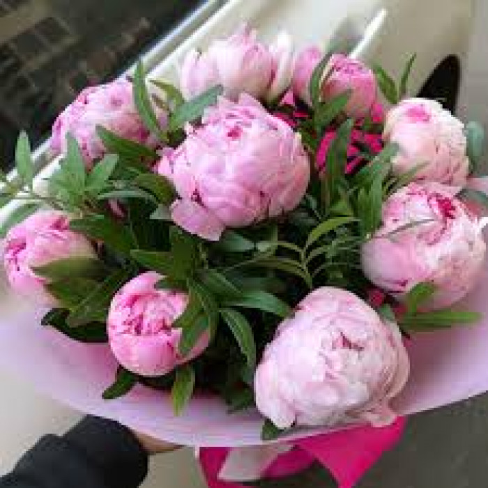 Пион древовидный в Балхаше