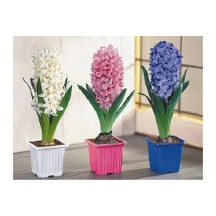 Гиацинты в Балхаше