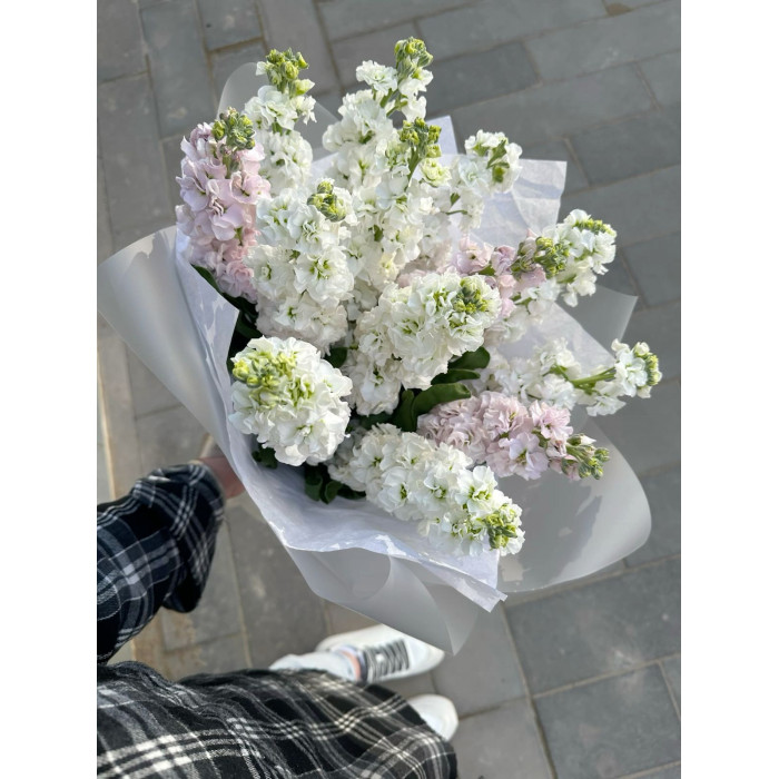 Маттиола в Балхаше