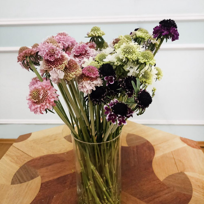 Скобиоза в Балхаше