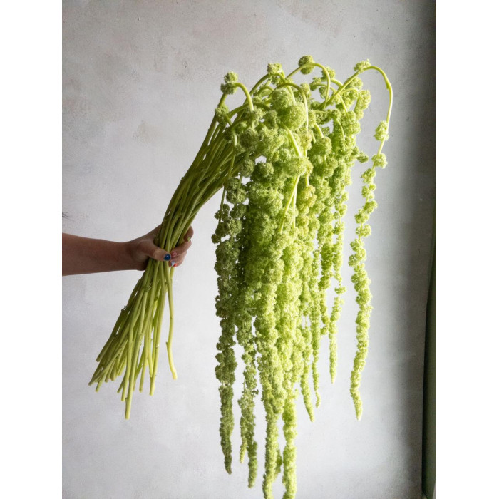 Амарантус в Балхаше