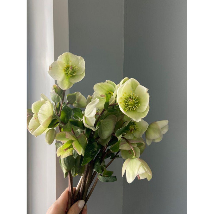 Хелеборус в Балхаше