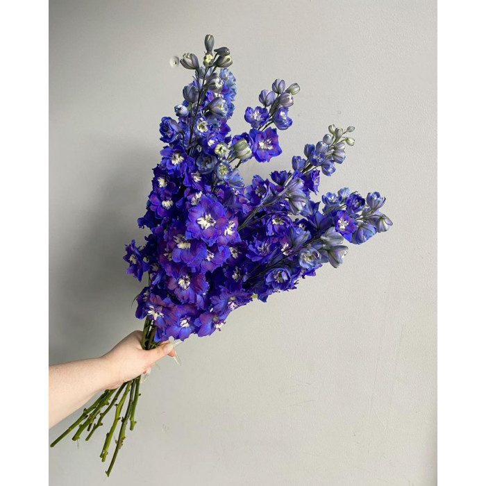 Делфиниум в Балхаше