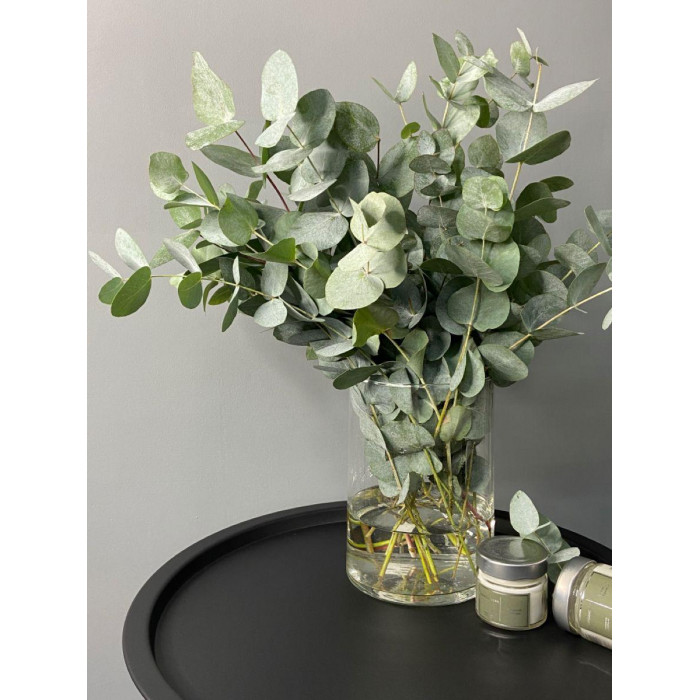 Эвкалипт в Балхаше