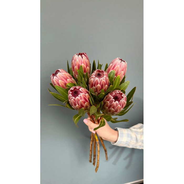 Протея в Балхаше