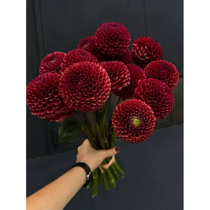 Георгины в Балхаше