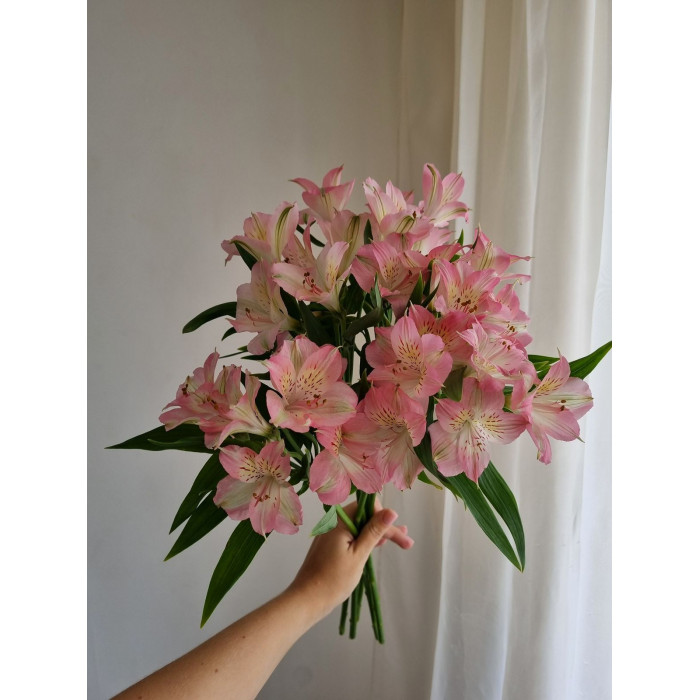 Альпиния в Балхаше