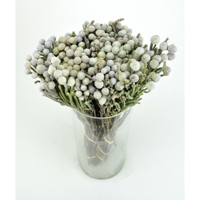 Бруния в Балхаше