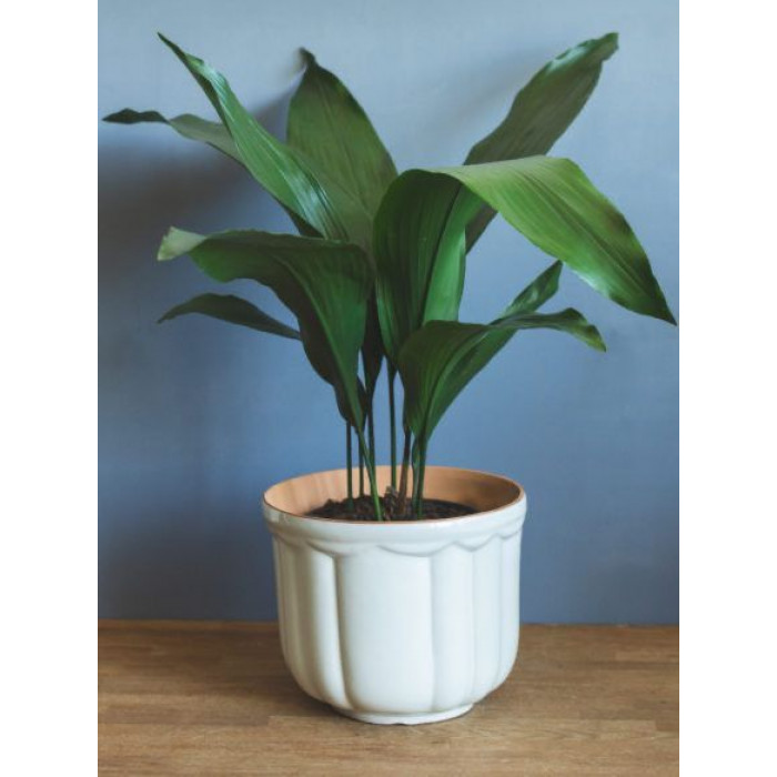 Аспидистра в Балхаше