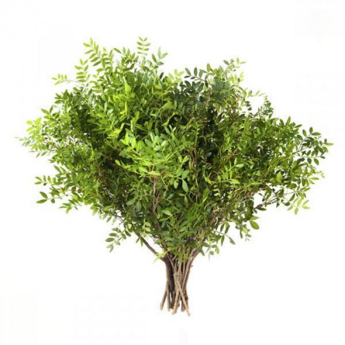 Писташ в Балхаше