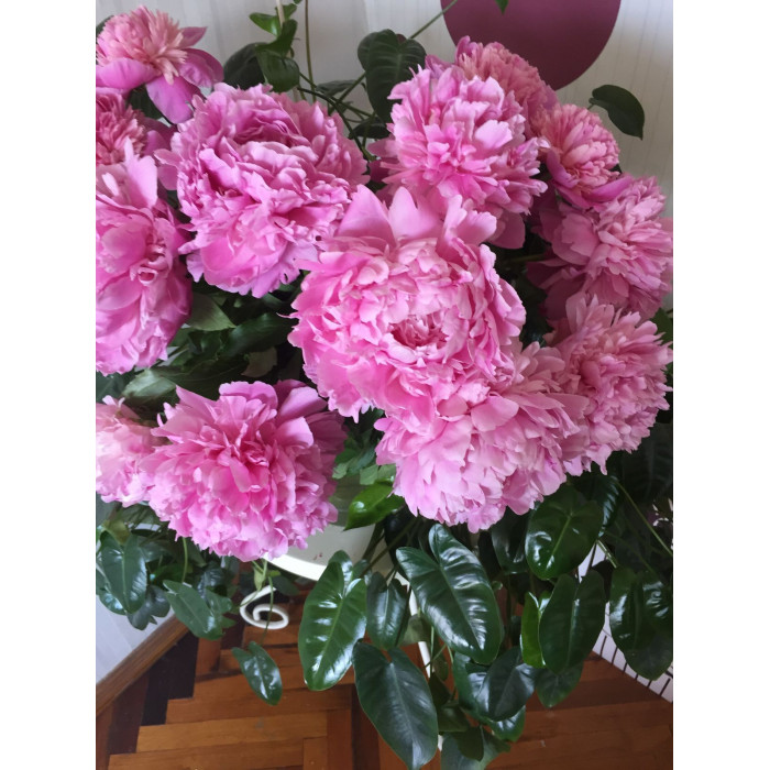 Пион древовидный в Балхаше