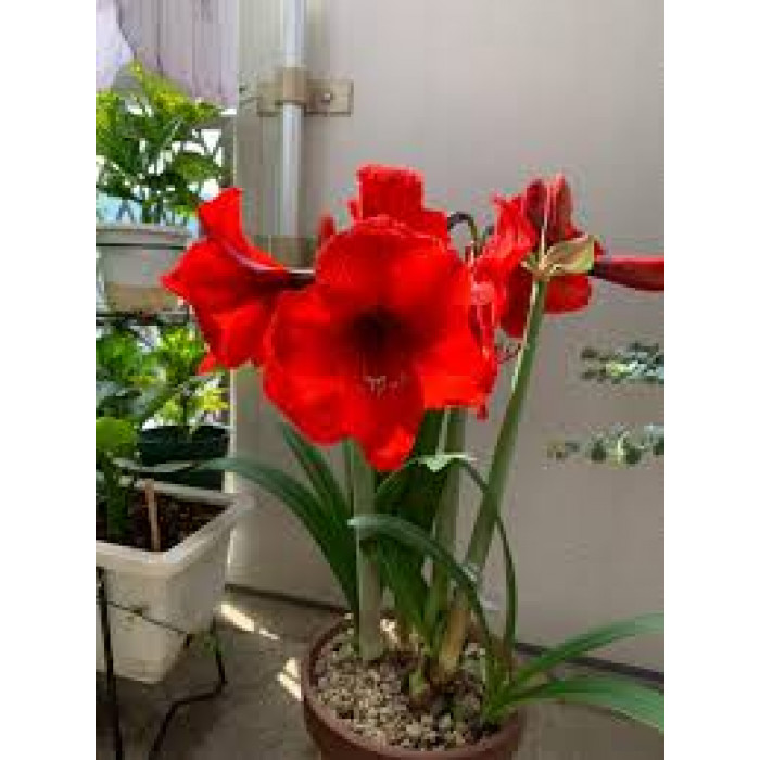 Амариллис в Балхаше