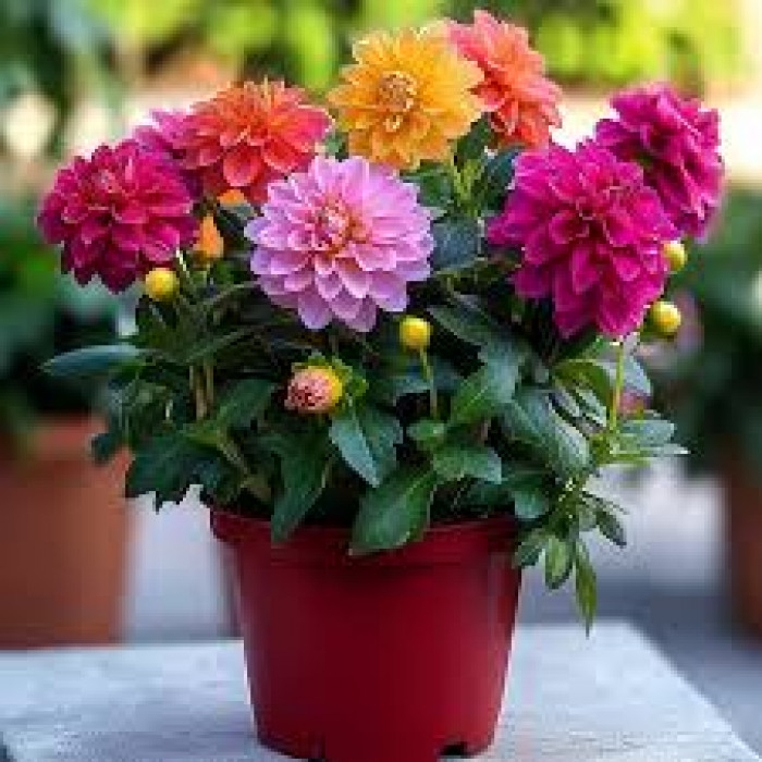 Георгины в Балхаше