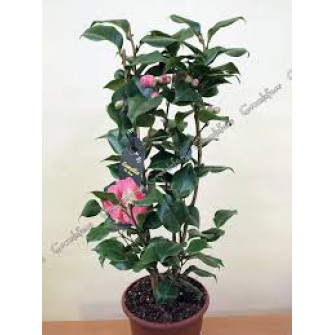 Розовая камелия