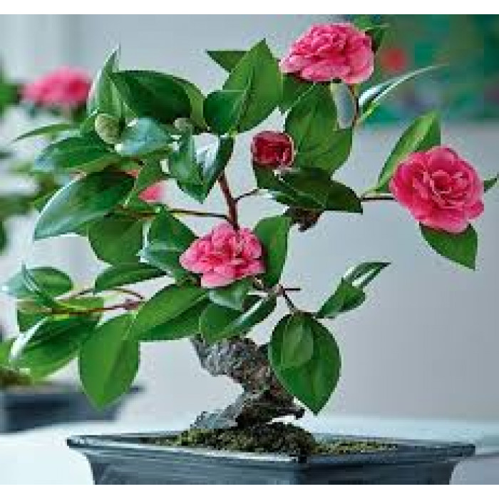 Камелия в Балхаше