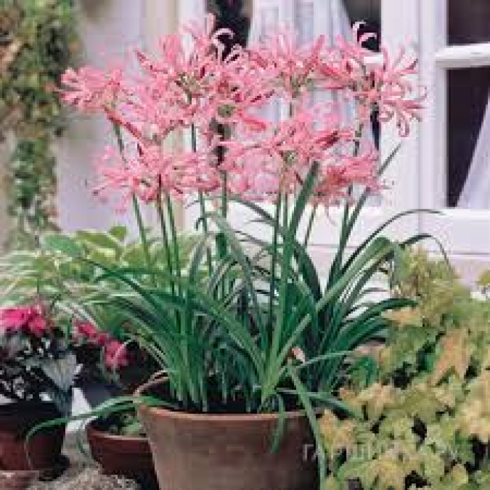 Нерине в Балхаше