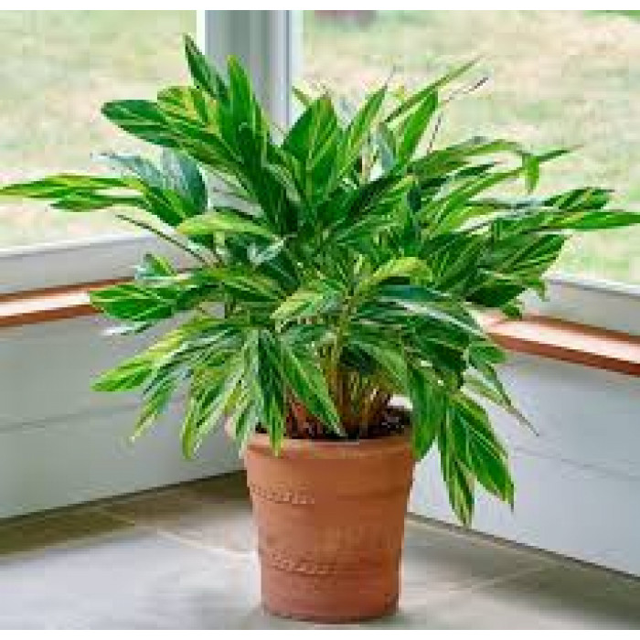 Альпиния в Балхаше