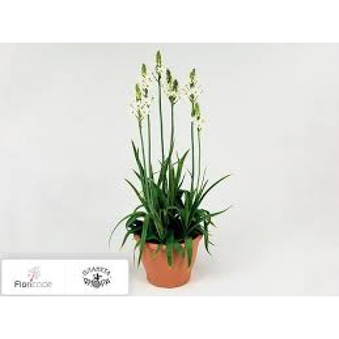 Орнитогалум в Балхаше