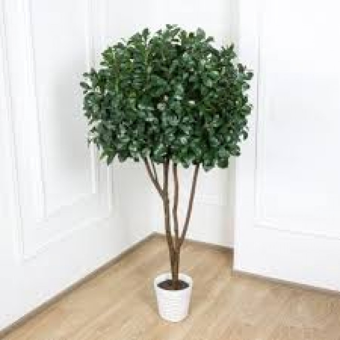 Рускус в Балхаше